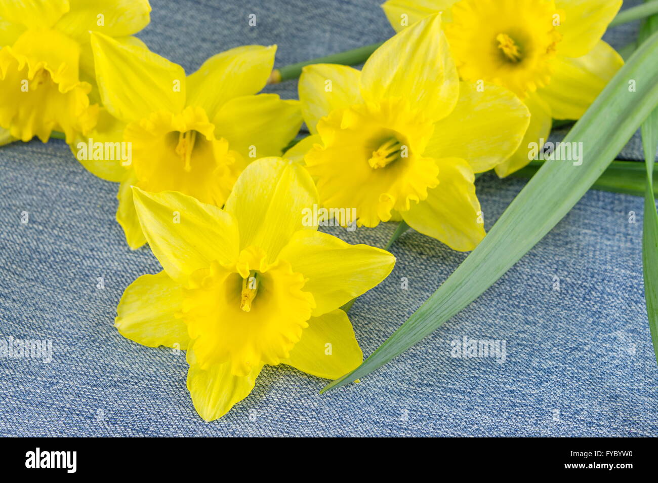 Un bouquet di narciso su sfondo denim Foto Stock