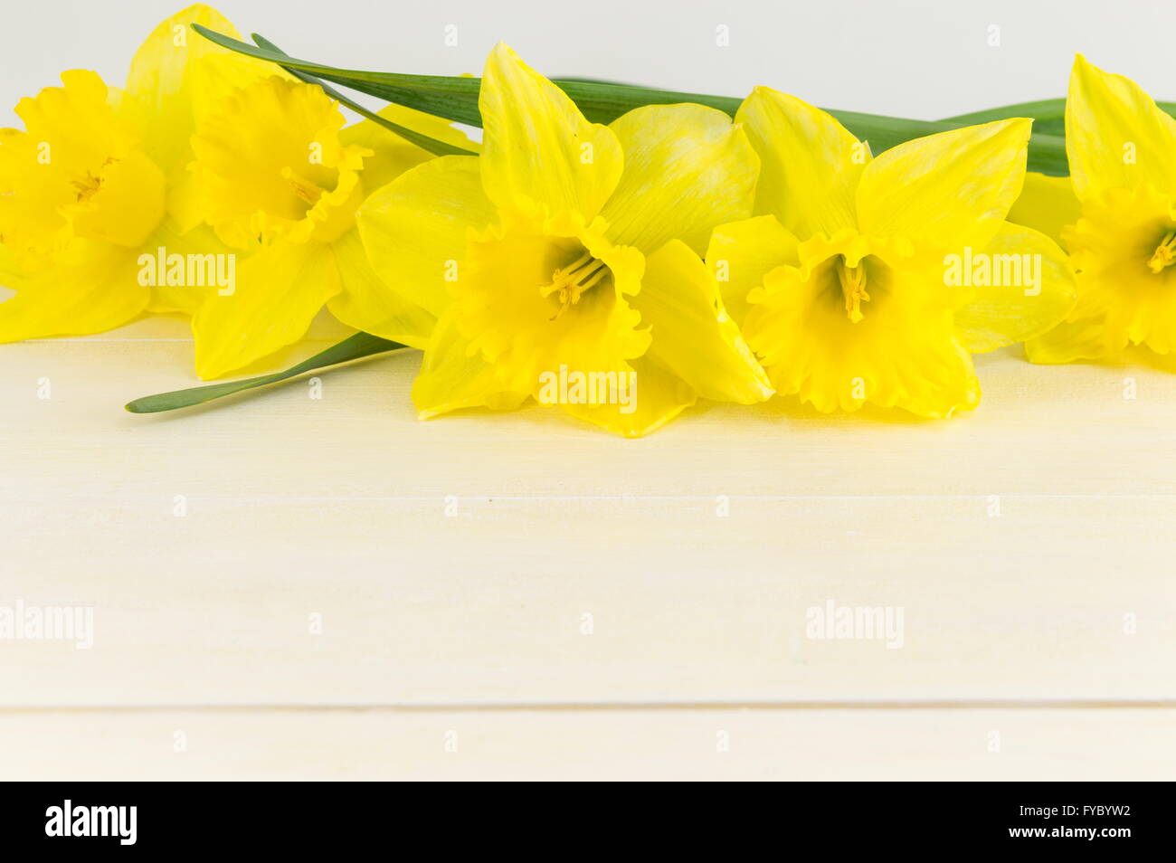 Un bouquet di narciso su sfondo bianco Foto Stock
