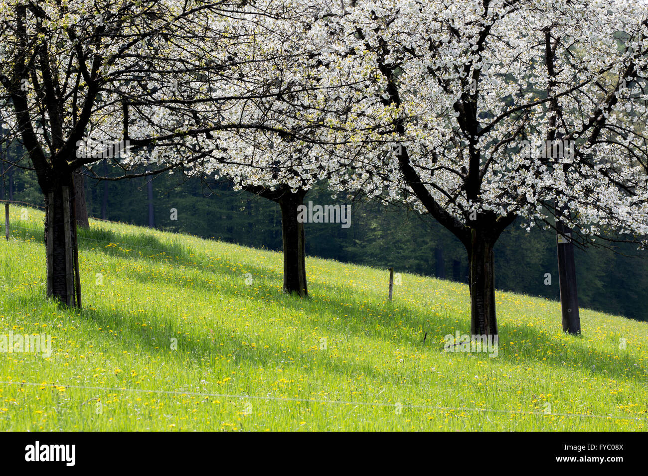 Albero di Prugna frutteto. Regione della Foresta Nera. Foto Stock