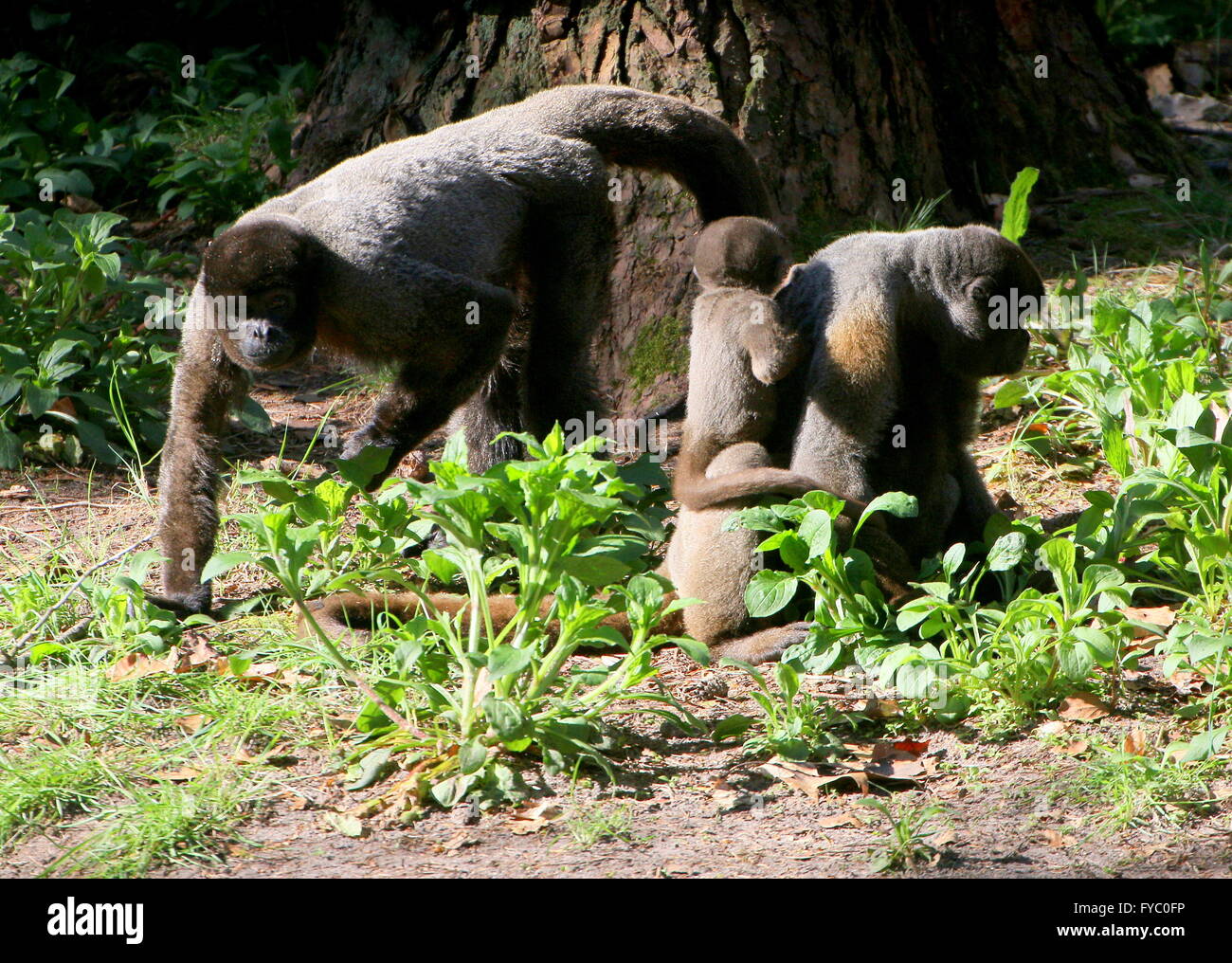 Famiglia di Comune Sudamericano o marrone Humboldt's lanosi scimmie (Lagothrix lagotricha), genitori con bambino piccolo. Foto Stock