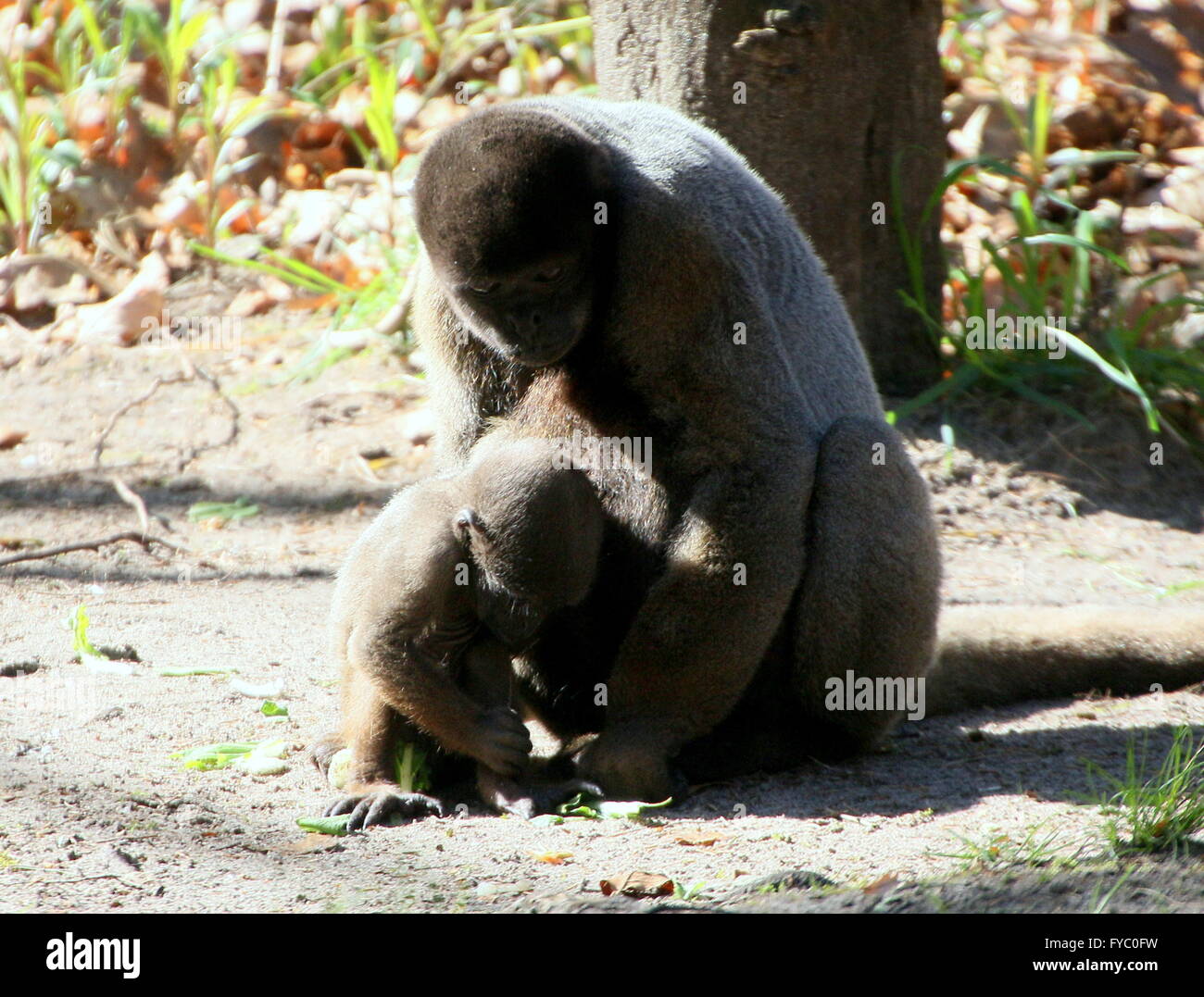 Comune Sudamericano o marrone Humboldt's lanosi scimmia (Lagothrix lagotricha), la madre con il suo bambino piccolo. Foto Stock