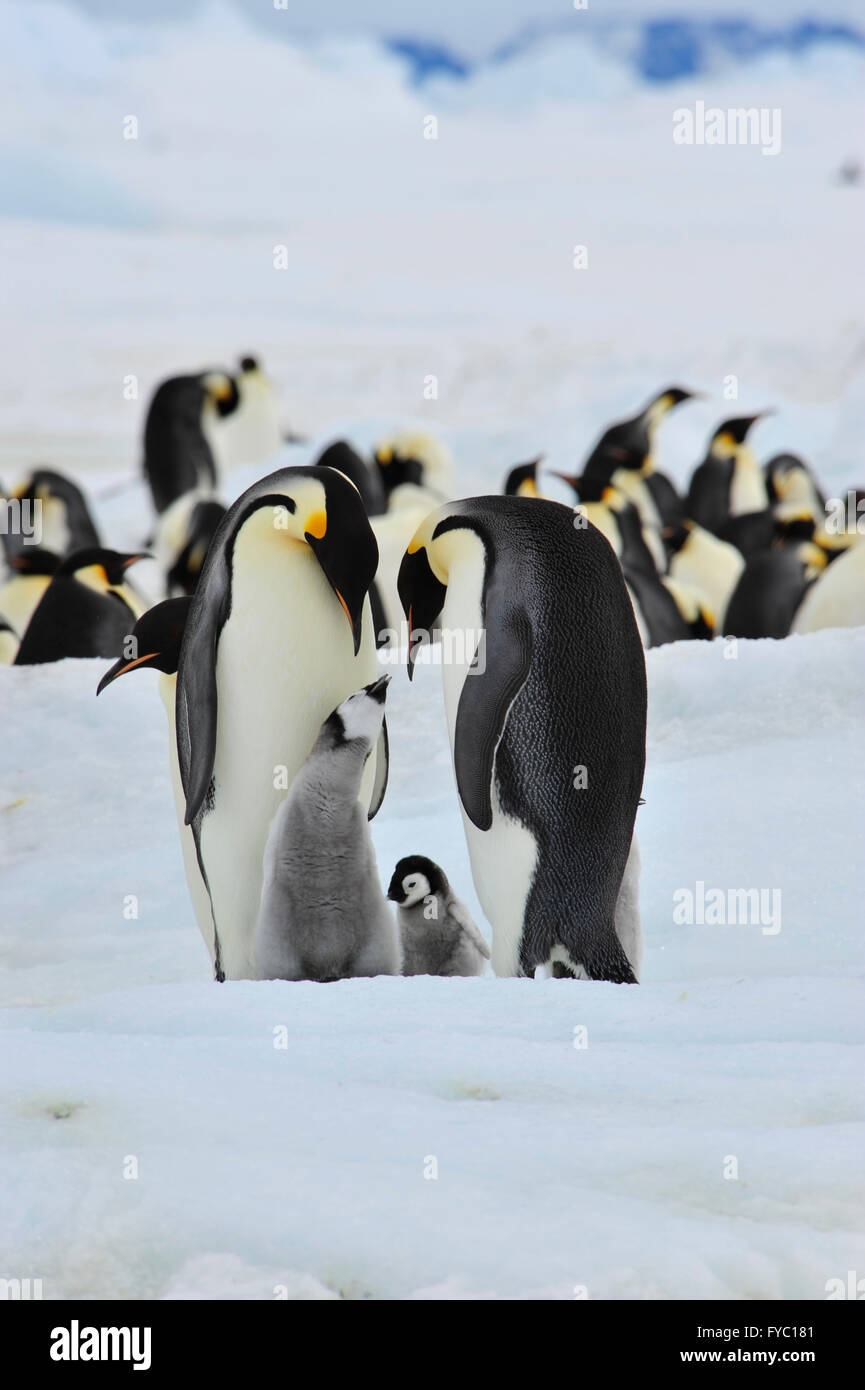 Pinguini imperatore con pulcino Foto Stock