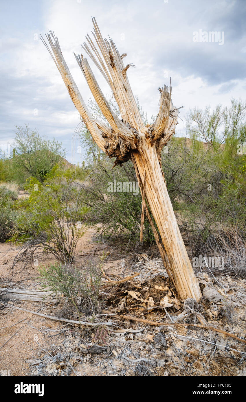 Parco nazionale del Saguaro Foto Stock