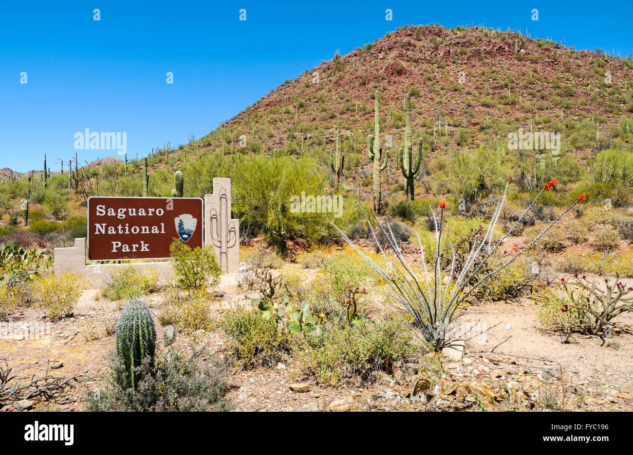 Parco nazionale del Saguaro Foto Stock