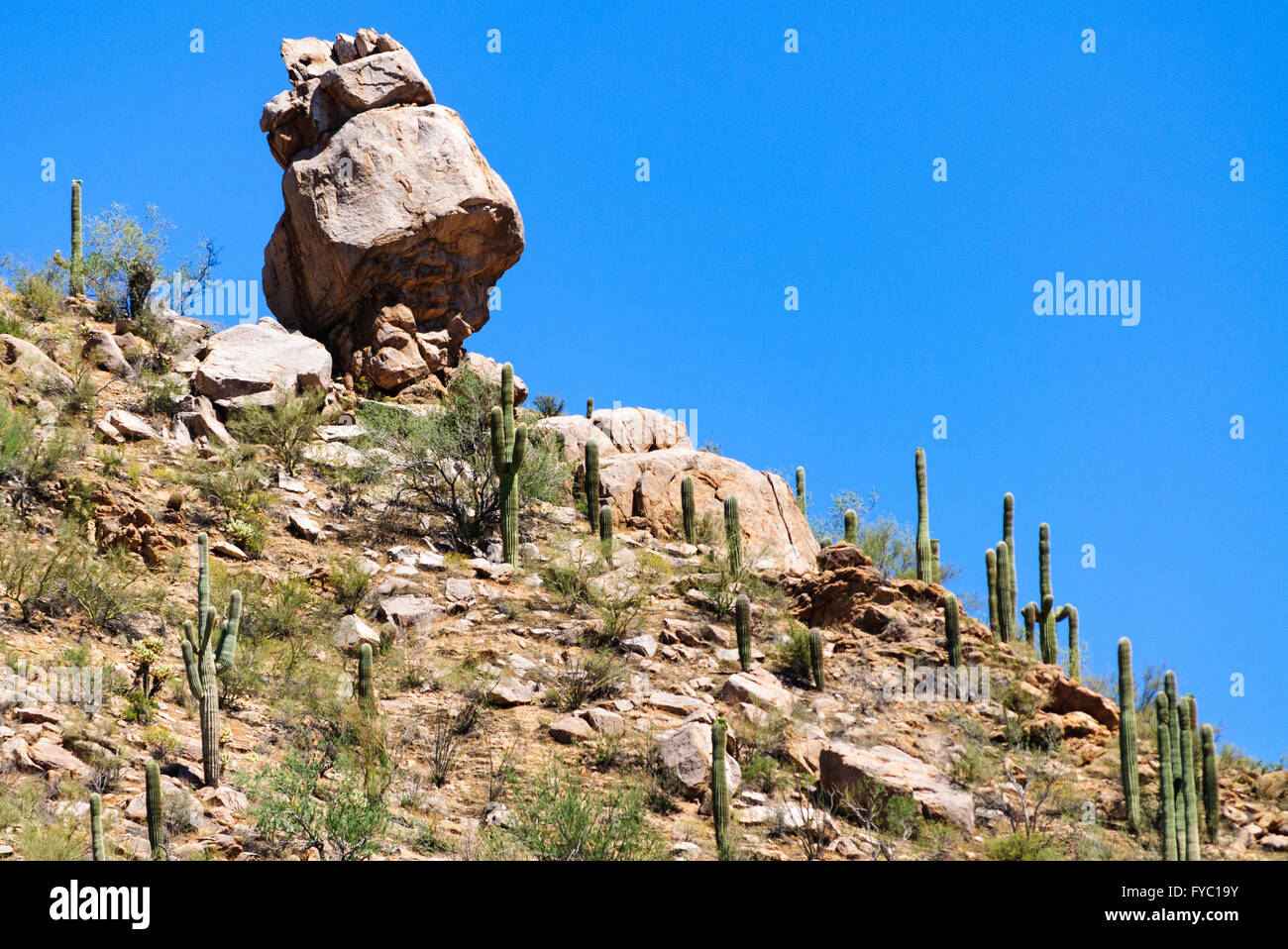 Parco nazionale del Saguaro Foto Stock