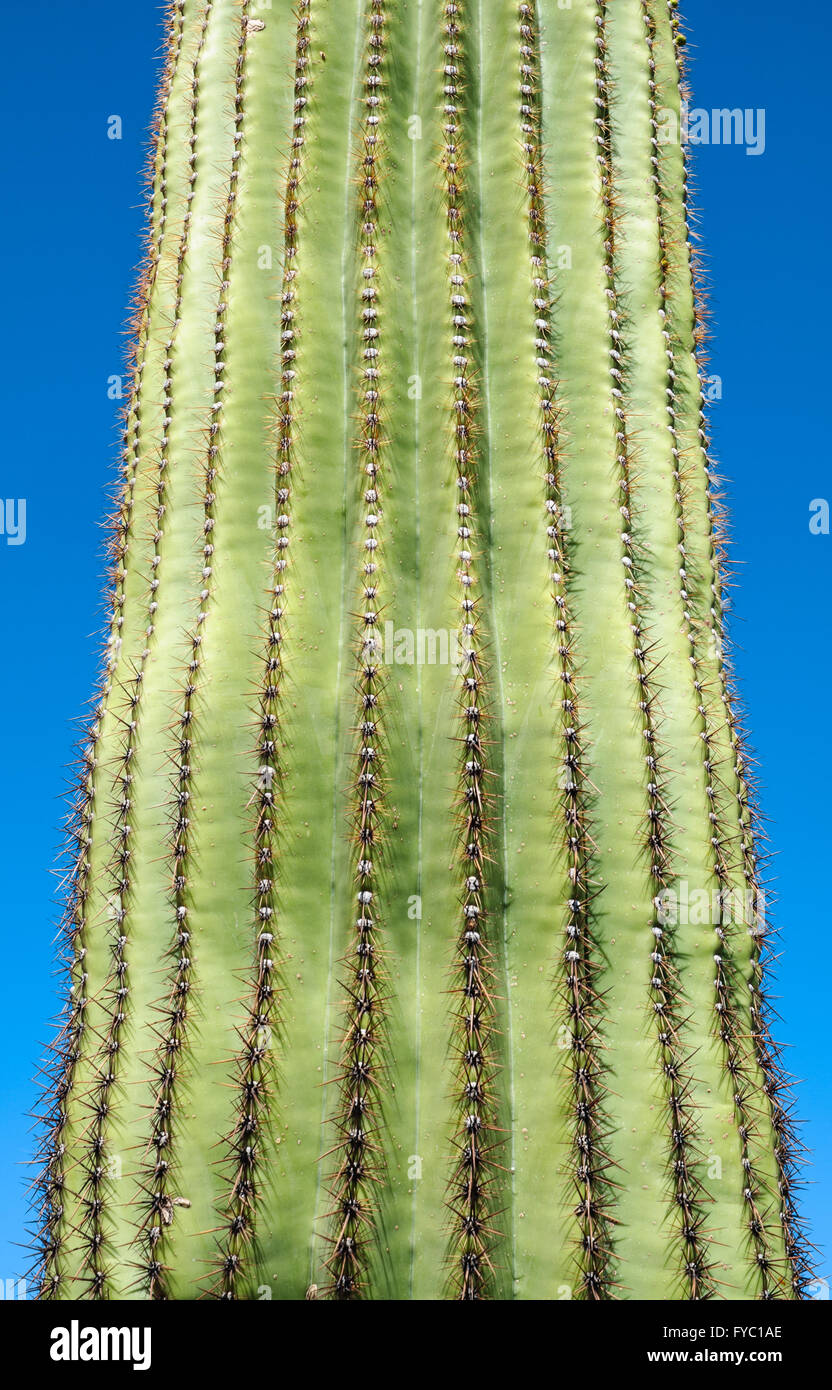 Parco nazionale del Saguaro Foto Stock
