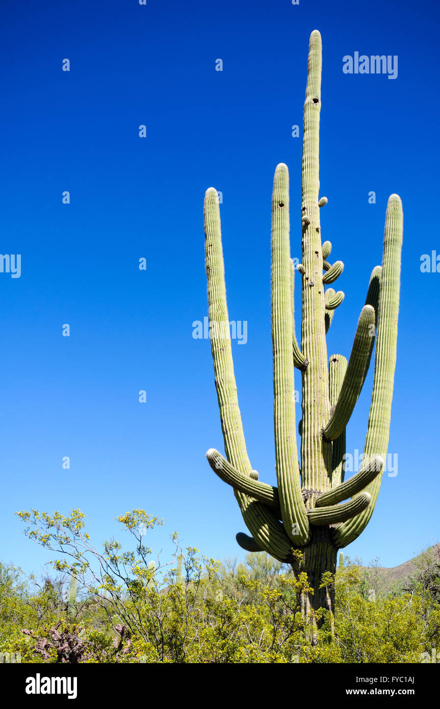 Parco nazionale del Saguaro Foto Stock