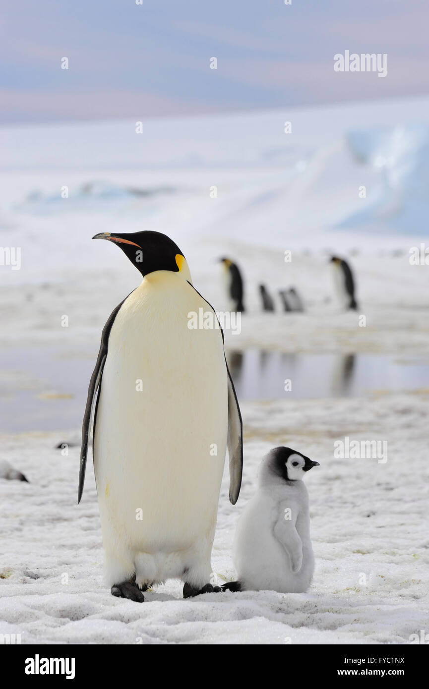 Pinguini imperatore con pulcino Foto Stock