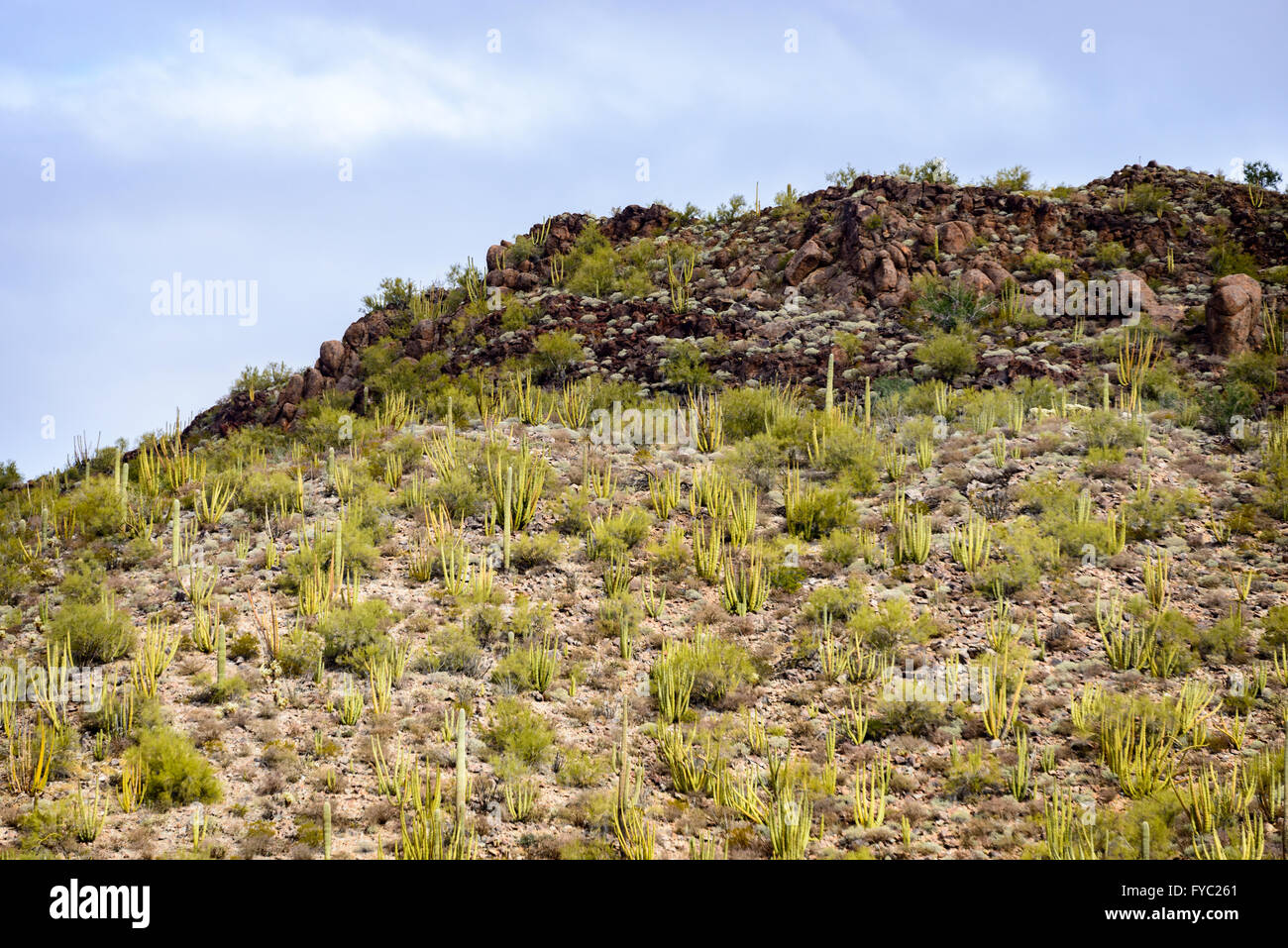 Organo a canne Cactus monumento nazionale Foto Stock