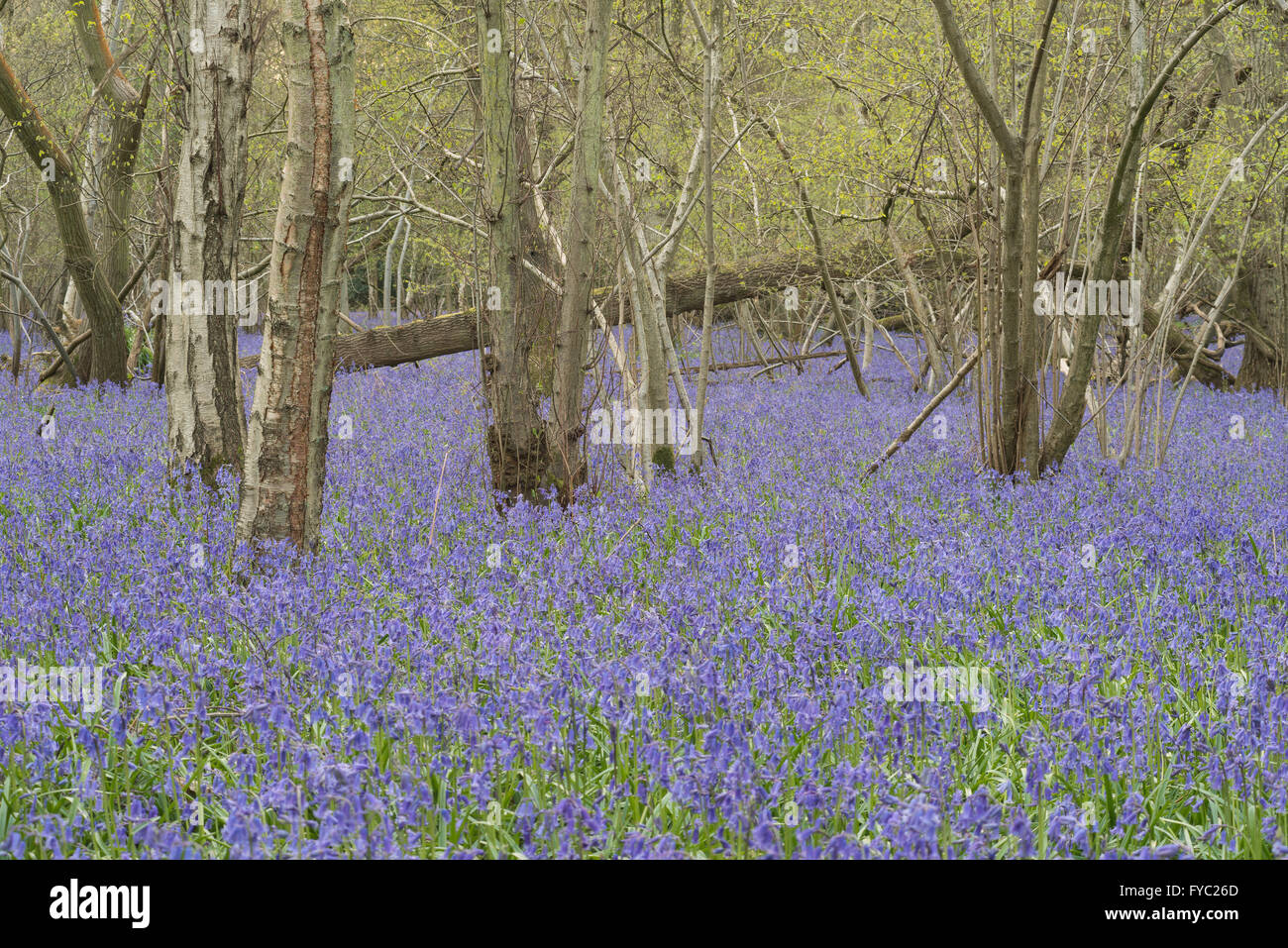 Un sacco di bluebells in un antico faggio e rovere argento bosco di betulle che ricopre il piano terreno sottostante albero canopy Foto Stock