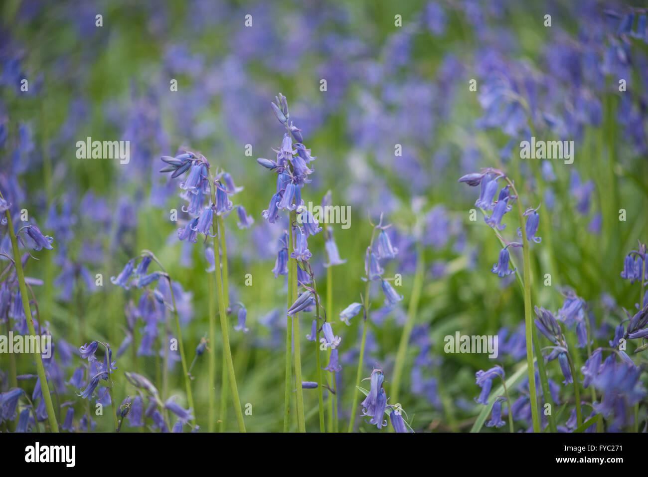 Un sacco di bluebells in un antico faggio e rovere argento bosco di betulle che ricopre il piano terreno sottostante albero canopy Foto Stock