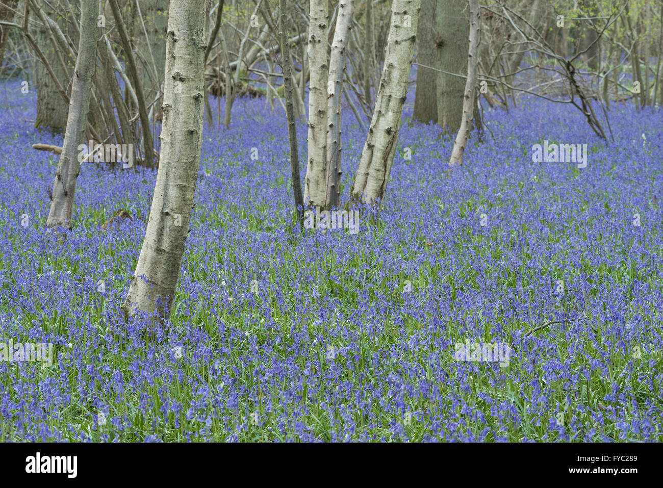 Un sacco di bluebells in un antico faggio e rovere argento bosco di betulle che ricopre il piano terreno sottostante albero canopy Foto Stock