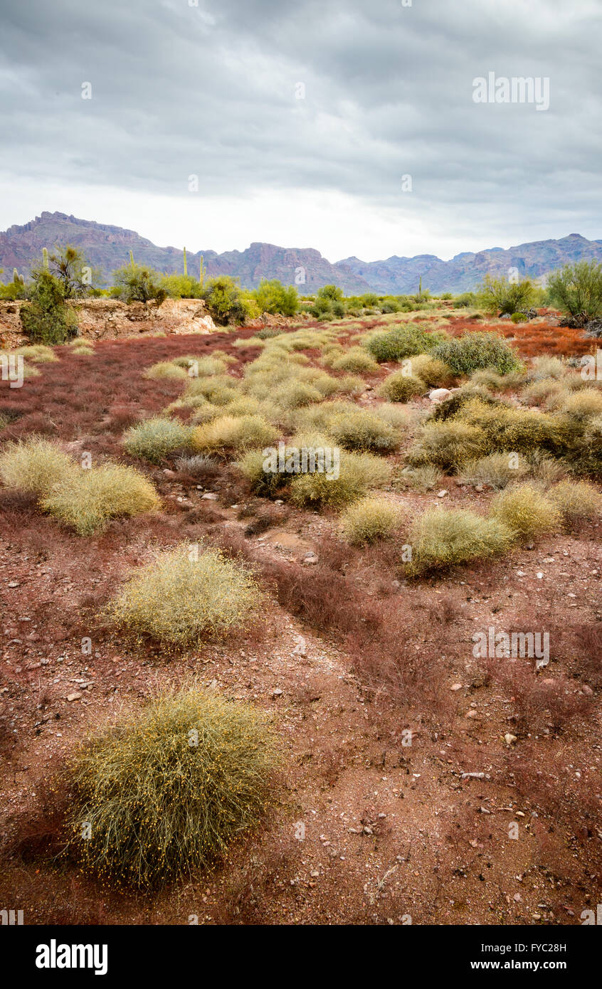 Organo a canne Cactus monumento nazionale Foto Stock