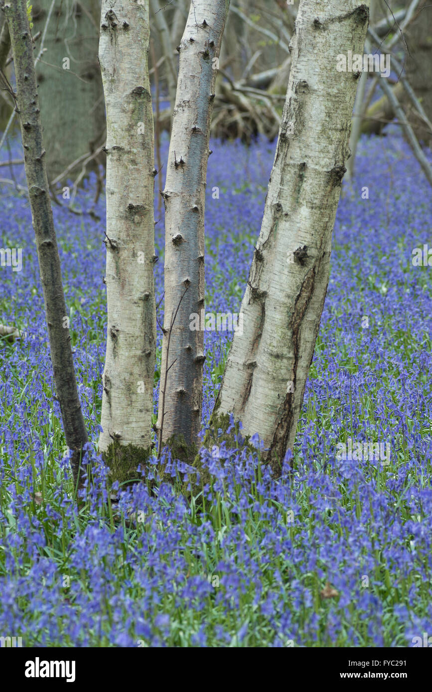 Un sacco di bluebells in un antico faggio e rovere argento bosco di betulle che ricopre il piano terreno sottostante albero canopy Foto Stock