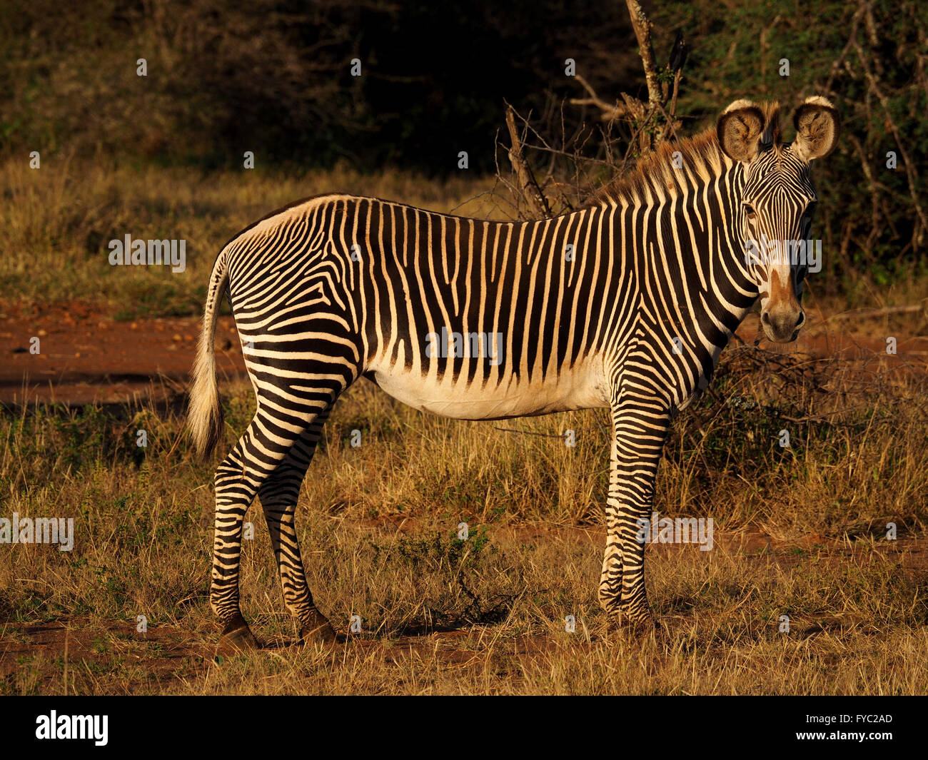 Zebra Equus Grevyi di Grevy, il più grande e più minacciato di equidi selvatici con orecchie grandi e strisce strette tipiche a Laikipia, Kenya, Africa Foto Stock