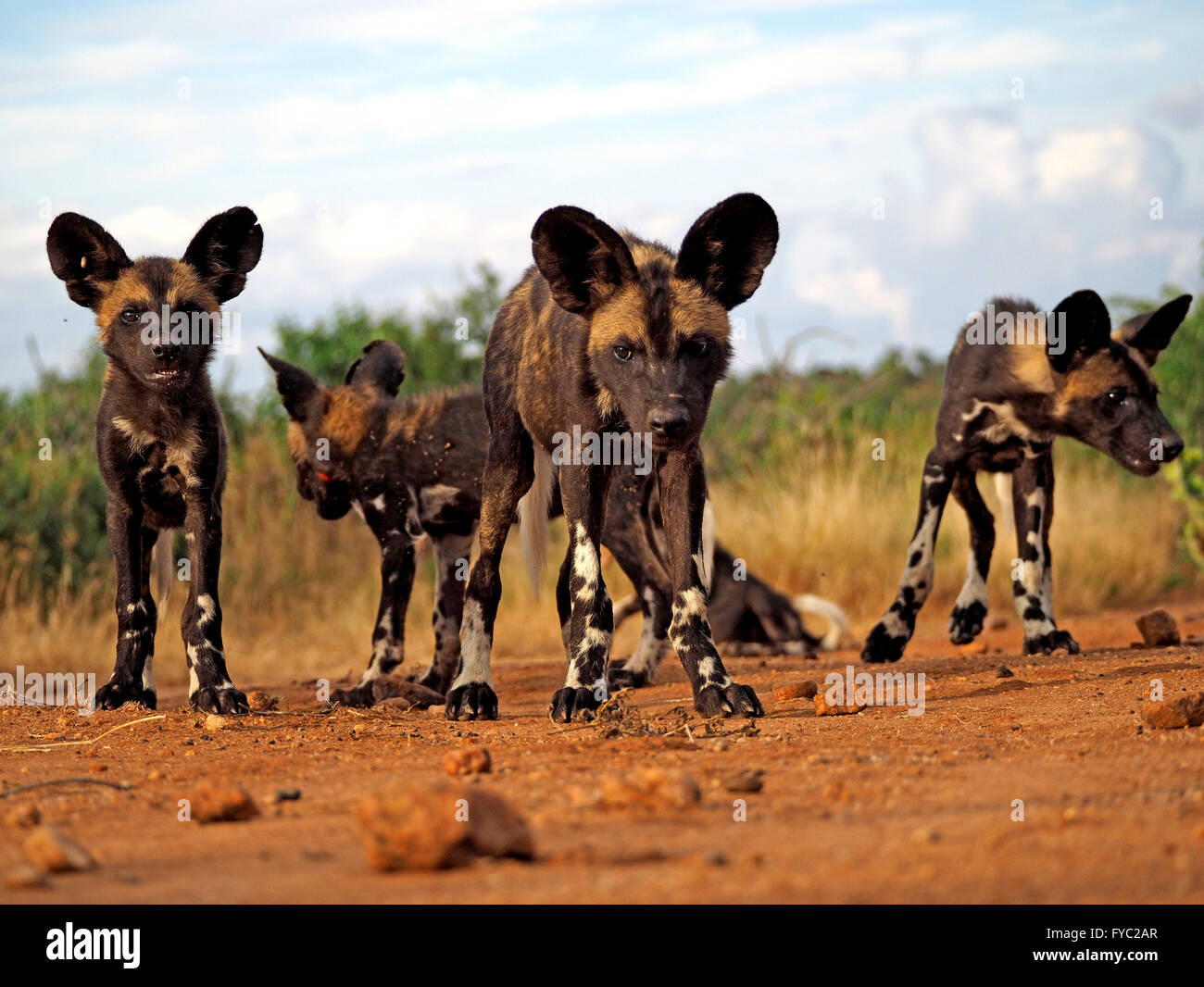 Curiosi cuccioli di cane selvatico africano / Lupi dipinti (Lycaon Pictus) fotografati a livello del suolo fissando la fotocamera con grandi orecchie contro il cielo blu Foto Stock