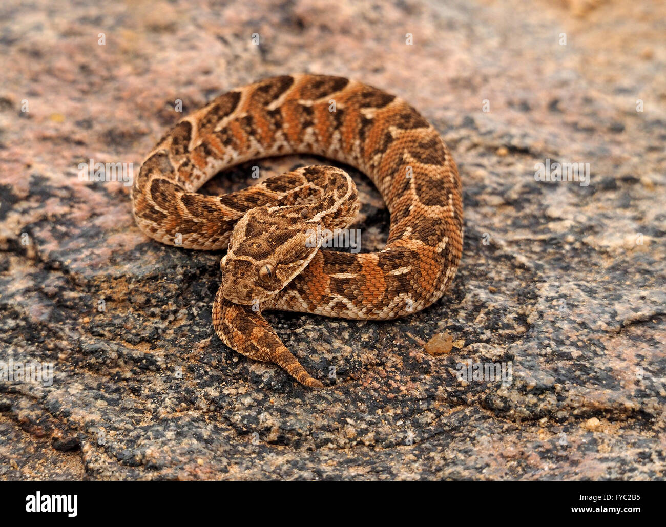 I capretti Puff sommatore Bitis Arietans avvolto su roccia pronti a colpire in area di Laikipia Kenya Foto Stock