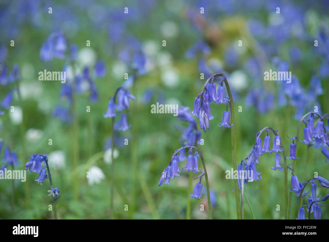 Un sacco di bluebells in un antico faggio e rovere argento bosco di betulle che ricopre il piano terreno sottostante albero canopy Foto Stock