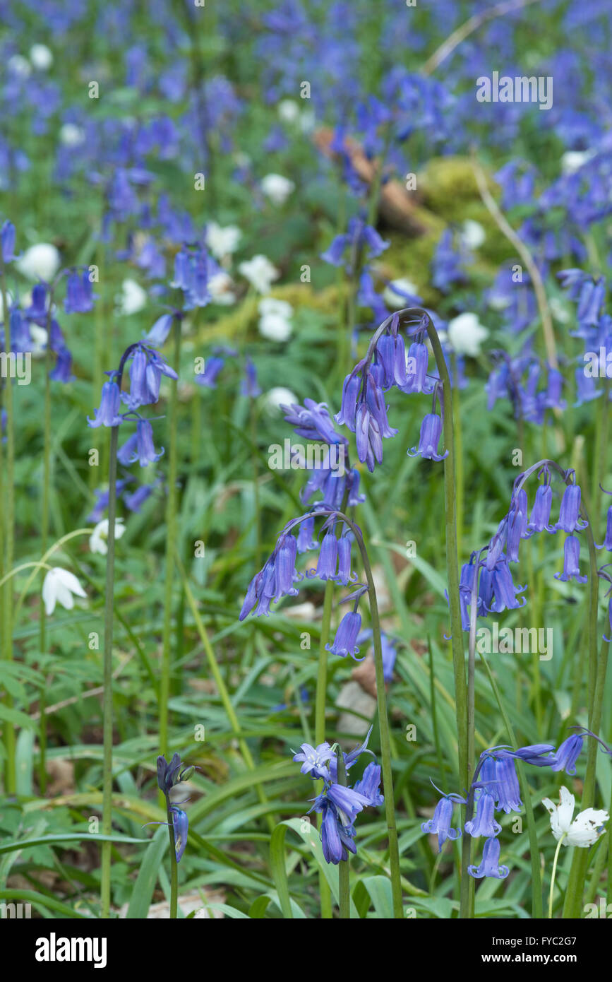 Un sacco di bluebells in un antico faggio e rovere argento bosco di betulle che ricopre il piano terreno sottostante albero canopy Foto Stock