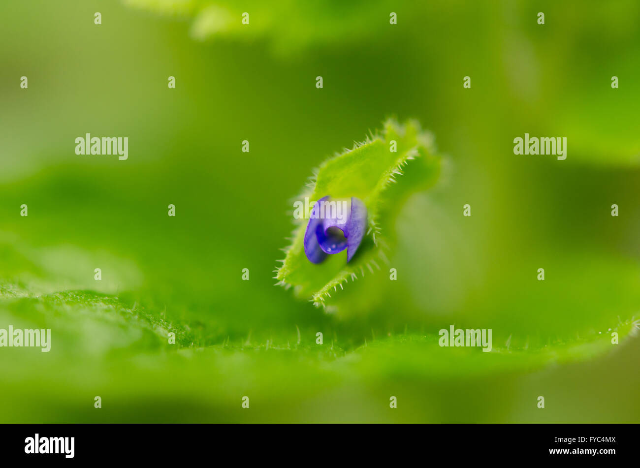 Crested campo-speedwell (Veronica crestato-galli) close-up di fiori. Un neofita NEL REGNO UNITO, originariamente dal Caucaso Foto Stock