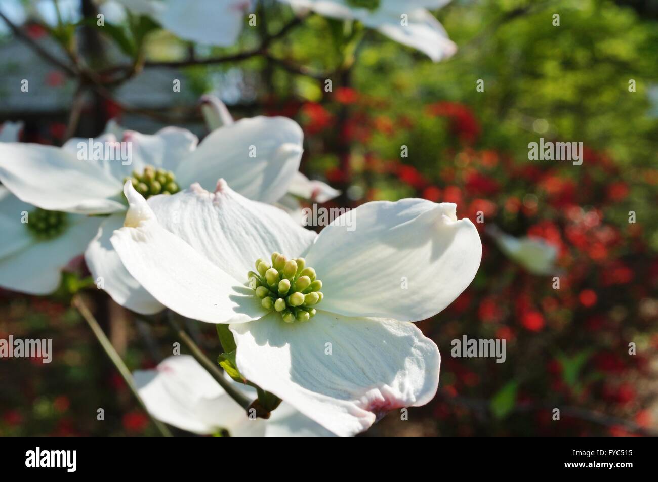 White sanguinello (cornus) fiore in primavera Foto Stock