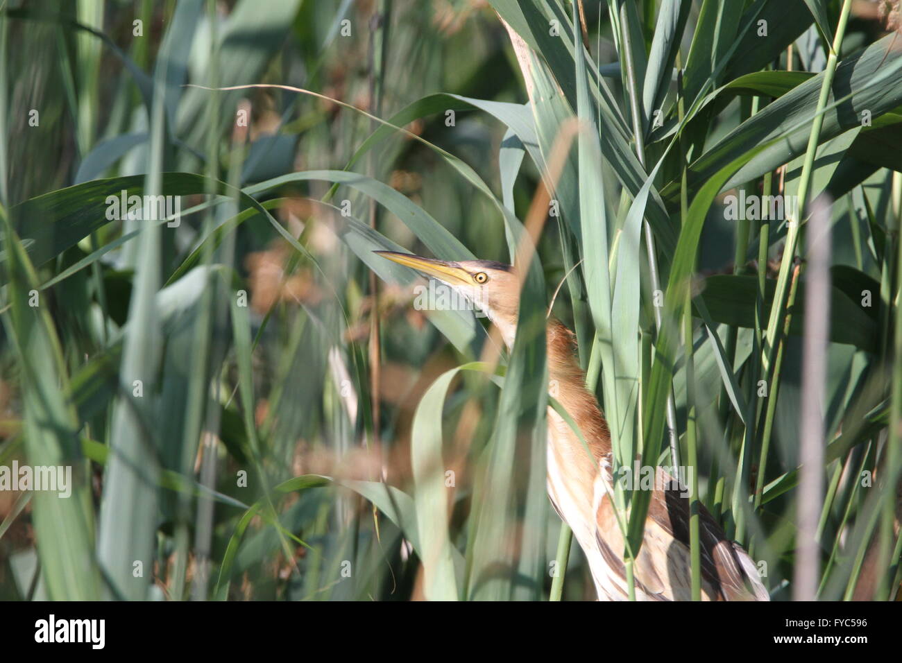 Tarabuso o tarabusino nascondendo in canne Ixobrychus minutus tarbusino tarabuso di Colfiorito parco nazionale in Italia Foto Stock