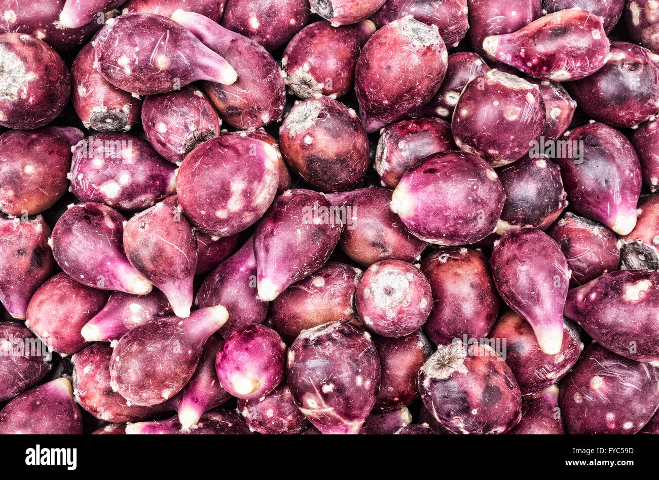 Frutta commestibili da ficodindia cactus impianto (Opuntia engelmannii), Isole Canarie, Spagna Foto Stock