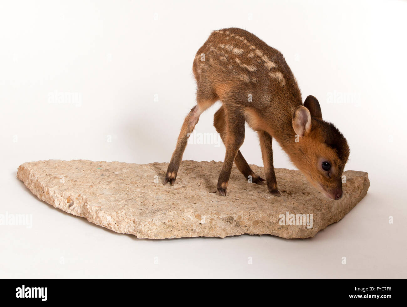 Muntjac deer, Muntiacus reevesi, capretti Capretta in piedi in studio Foto Stock