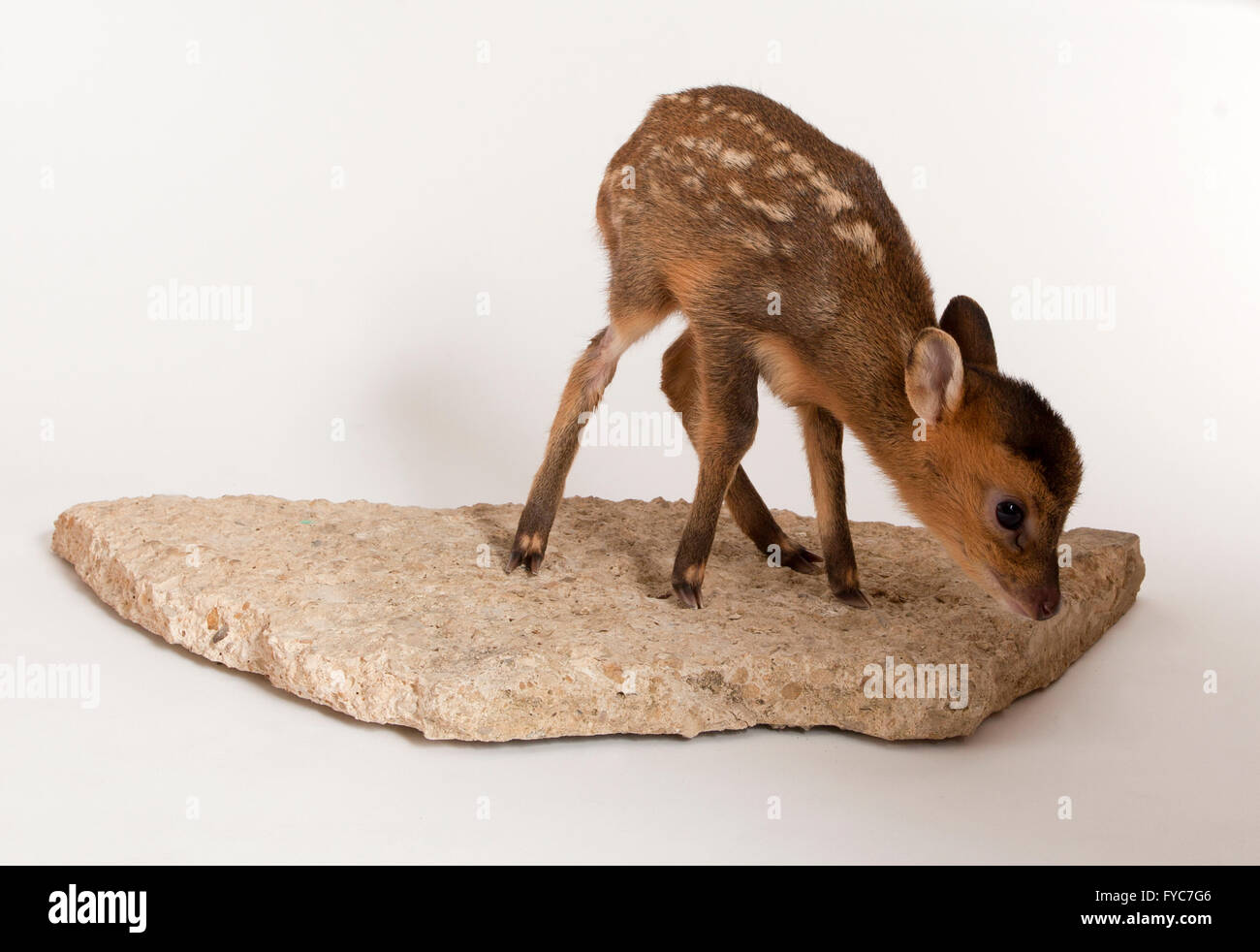 Muntjac deer, Muntiacus reevesi, capretti Capretta in piedi in studio Foto Stock