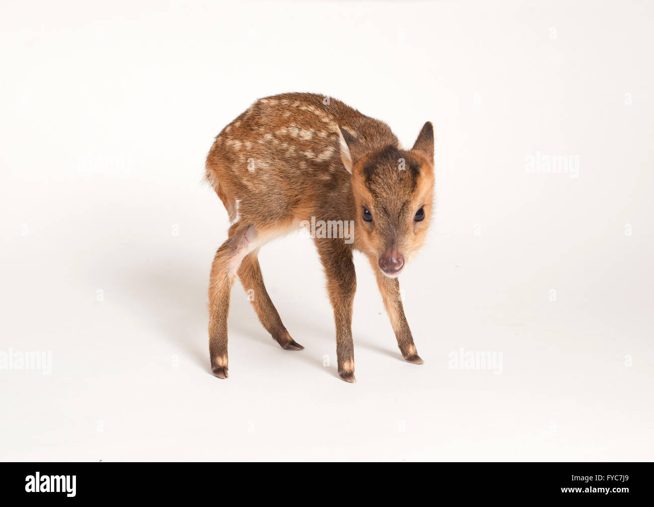 Muntjac deer, Muntiacus reevesi, capretti Capretta in piedi in studio Foto Stock