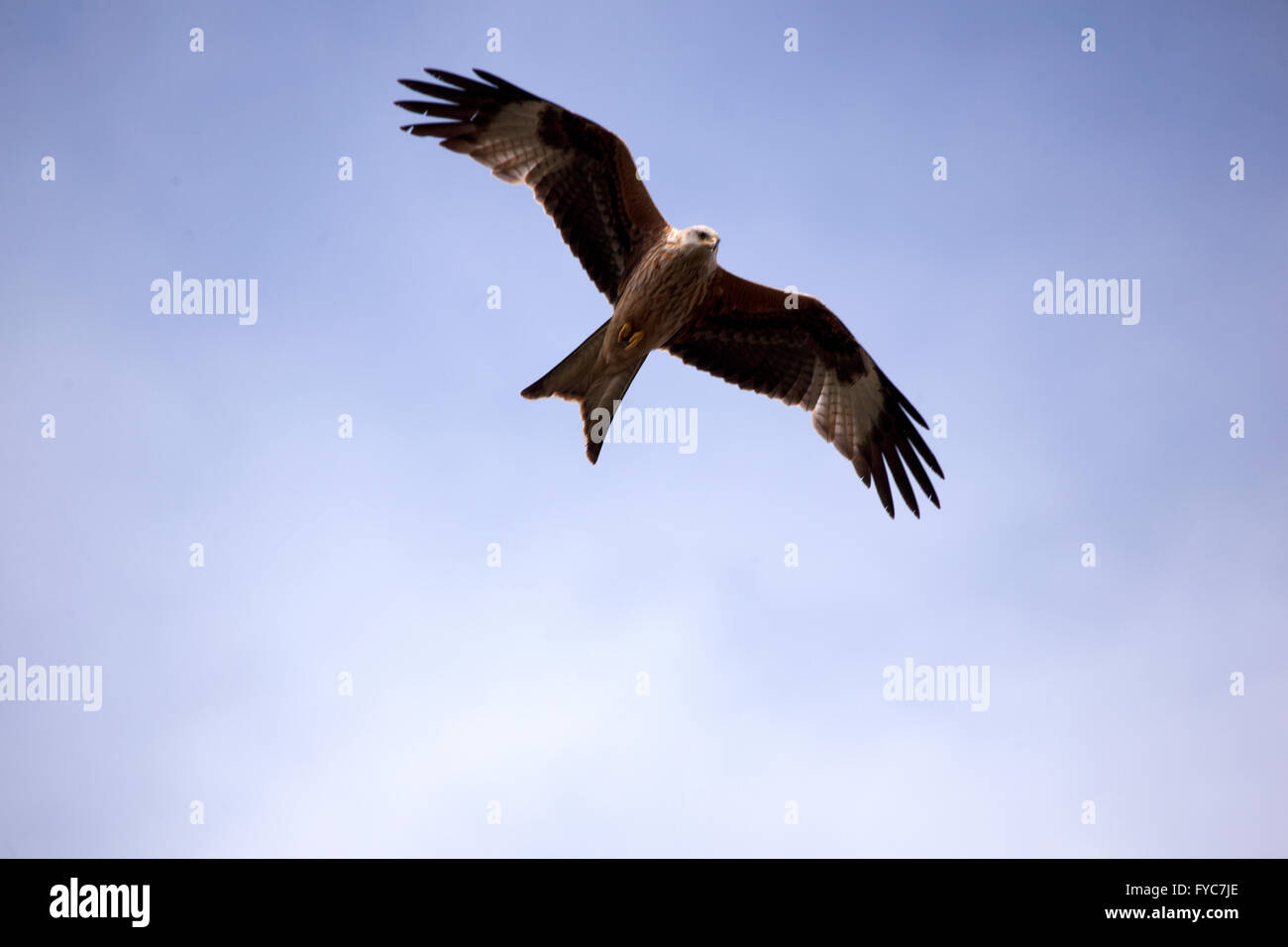 Aquilone rosso, Milvus milvus In volo sopra il Chilterns Foto Stock