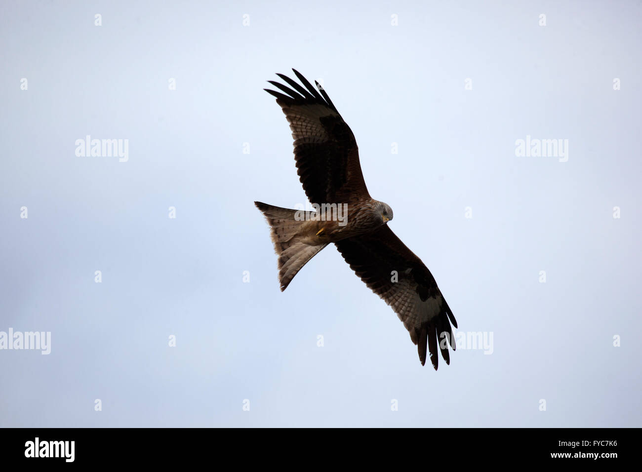 Aquilone rosso, Milvus milvus In volo sopra il Chilterns Foto Stock