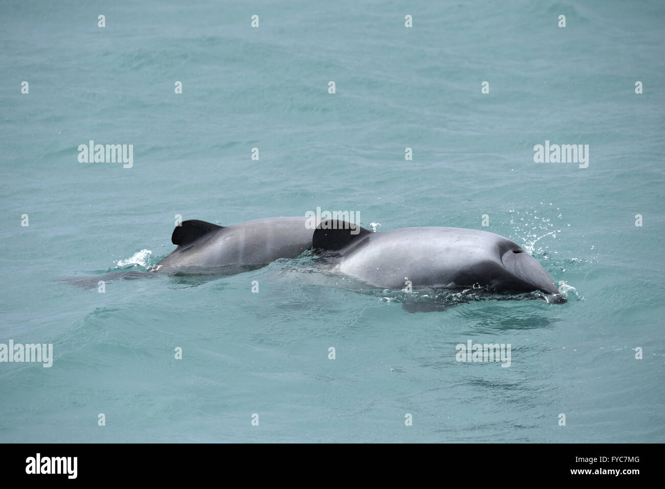 Hector i delfini - Cephalorhynchus hectori Foto Stock