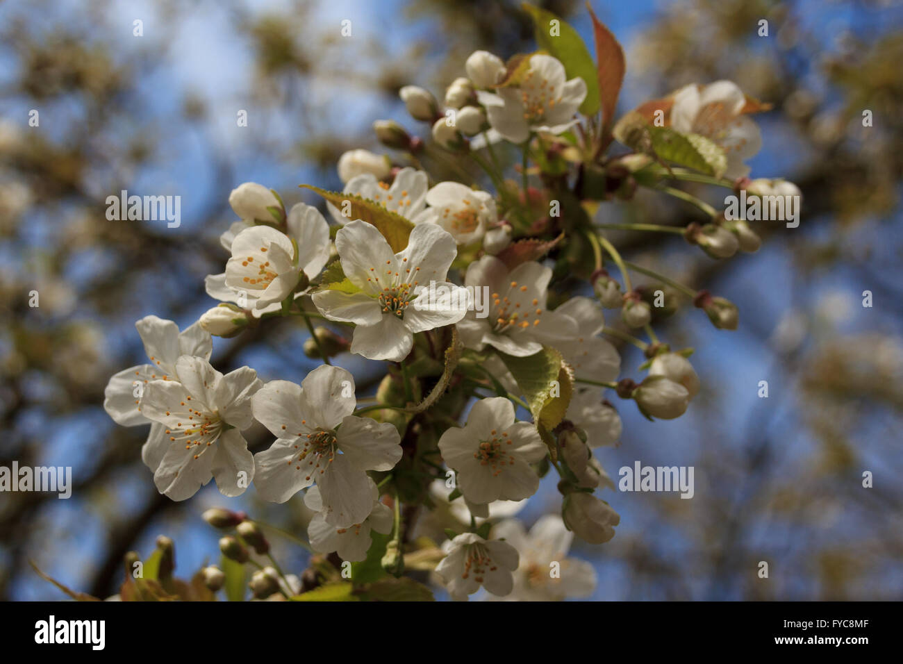 Rametto di un bianco fiore di ciliegio albero con fiori che sbocciano in primavera Foto Stock