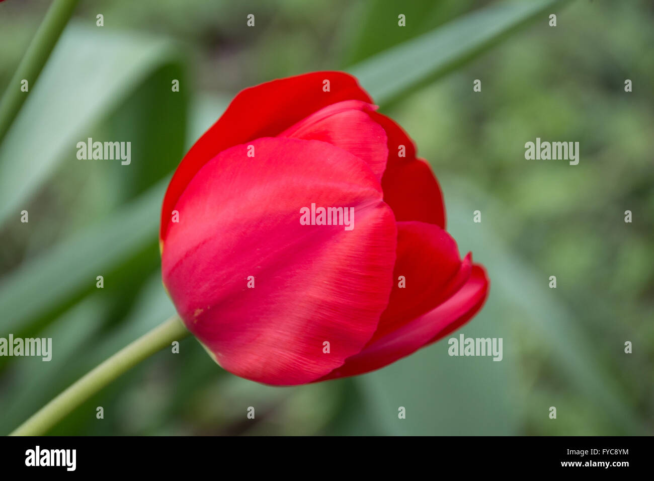 Un fiore rosso macro isolato su sfondo natura Foto Stock