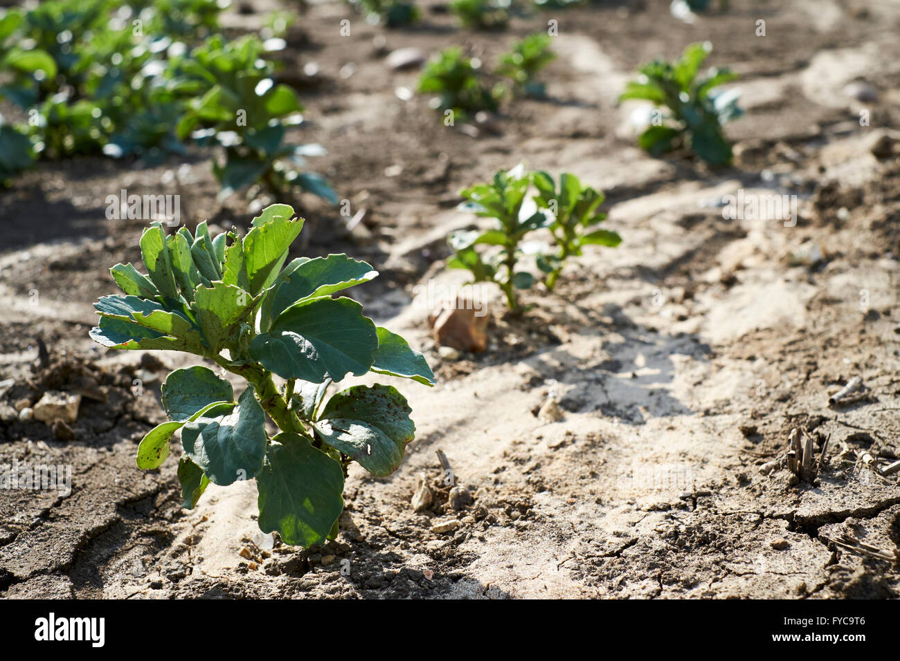 Un raccolto di ampia beens mostra segni di rallentamento della crescita a causa di erosione del suolo e sviluppo hardpan risultanti dalla superficie delle inondazioni. Foto Stock