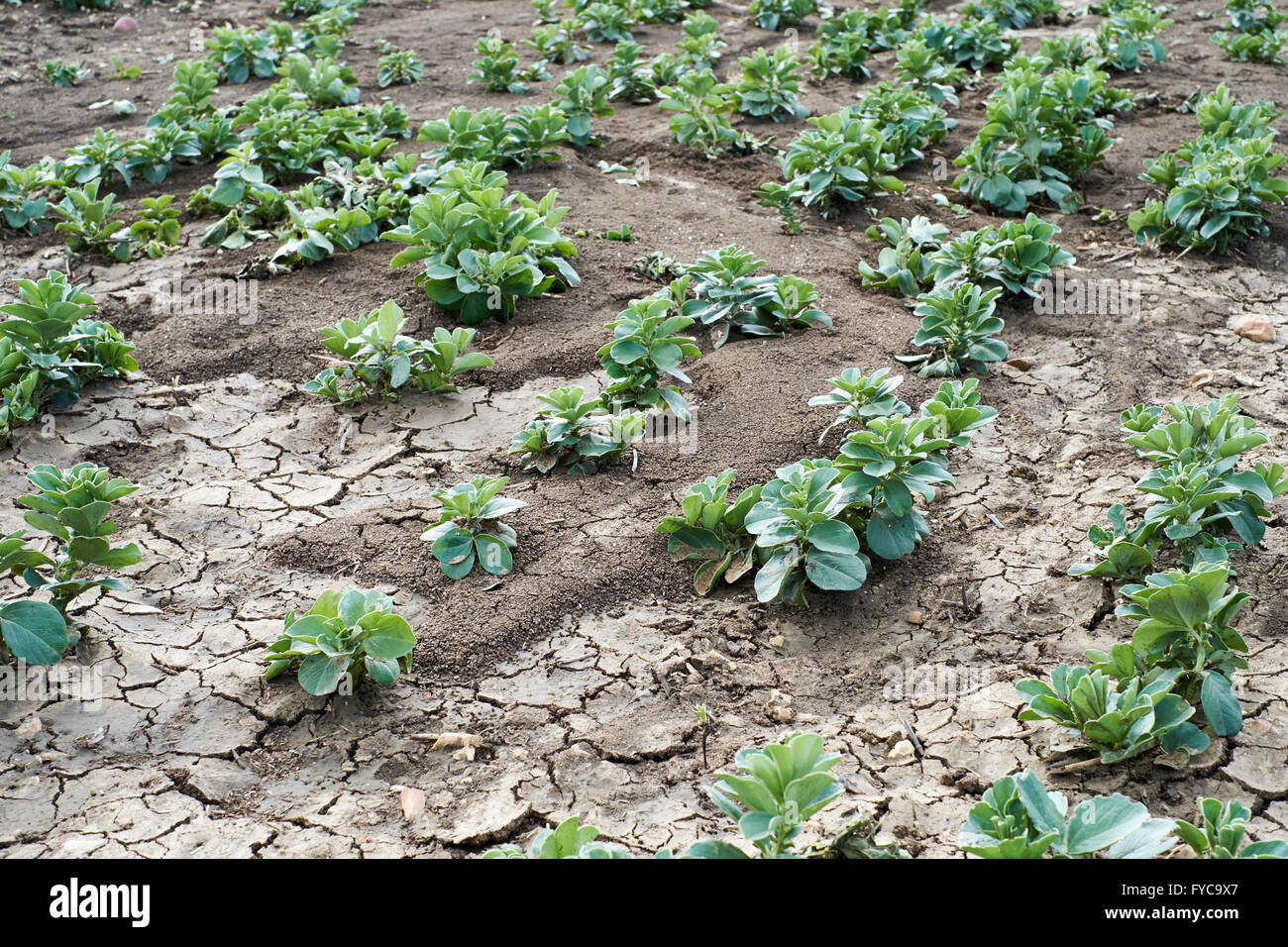 Un raccolto di ampia beens mostra segni di rallentamento della crescita a causa di erosione del suolo e sviluppo hardpan risultanti dalla superficie delle inondazioni. Foto Stock
