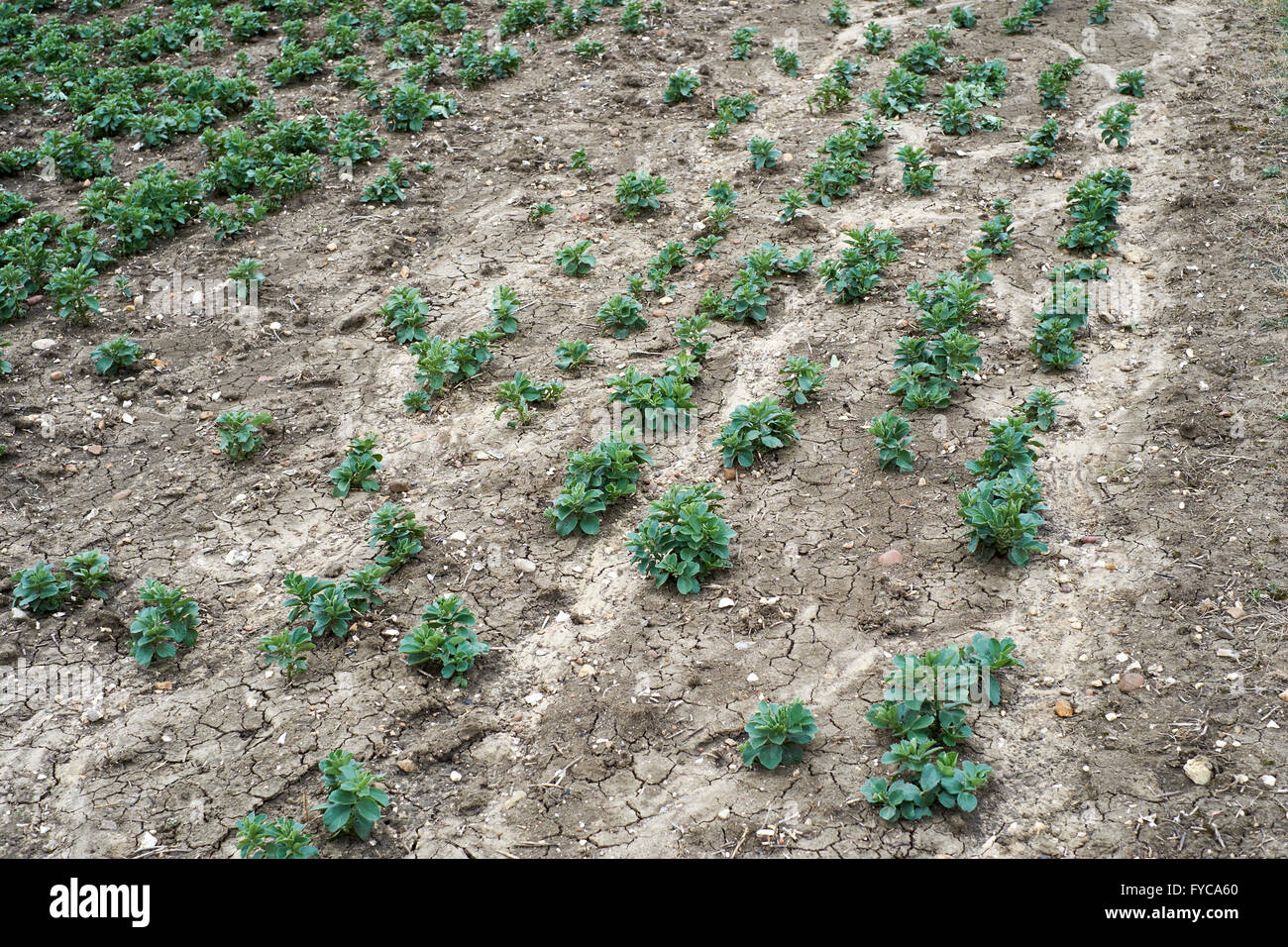 Un raccolto di ampia beens mostra segni di rallentamento della crescita a causa di erosione del suolo e sviluppo hardpan risultanti dalla superficie delle inondazioni. Foto Stock