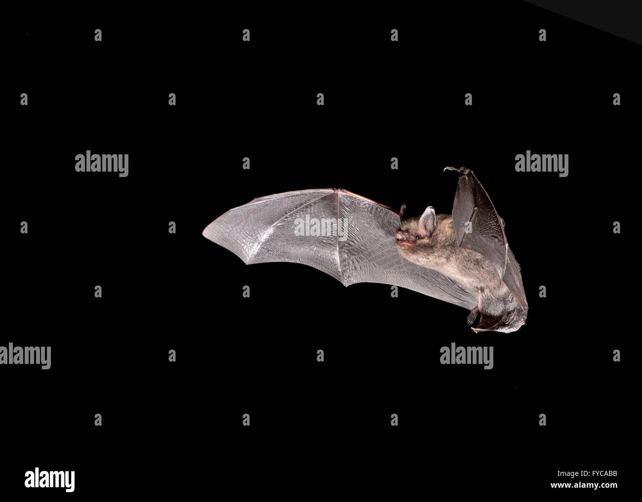 Brandt Bat - Myotis Brandtii Foto Stock