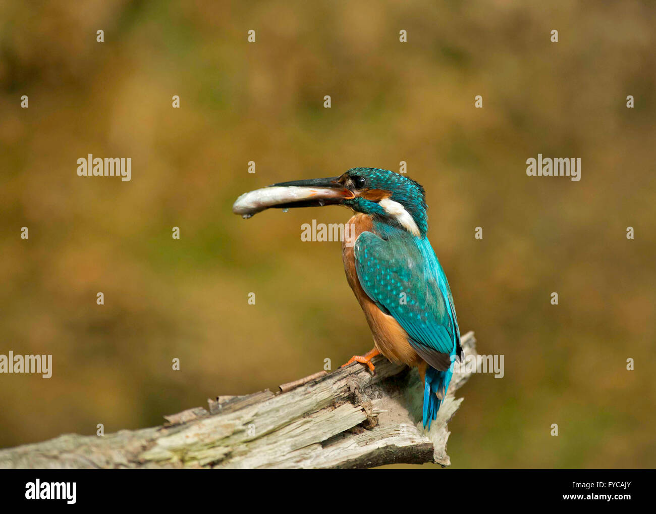 Kingfisher- Alcedo atthis - femmina. Foto Stock