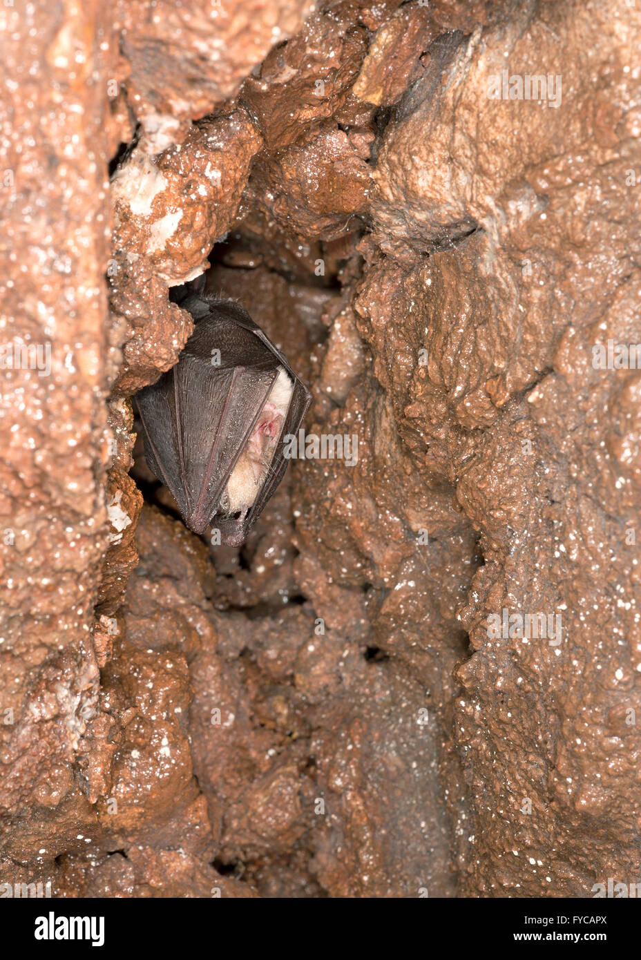 Ferro di Cavallo minore Bat - Rhinolophus hipposideros Foto Stock