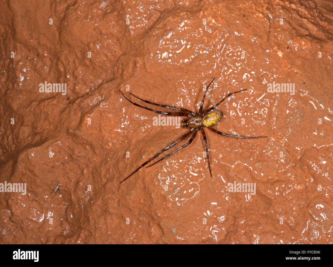 Grotta Spider - Meta menardi Foto Stock