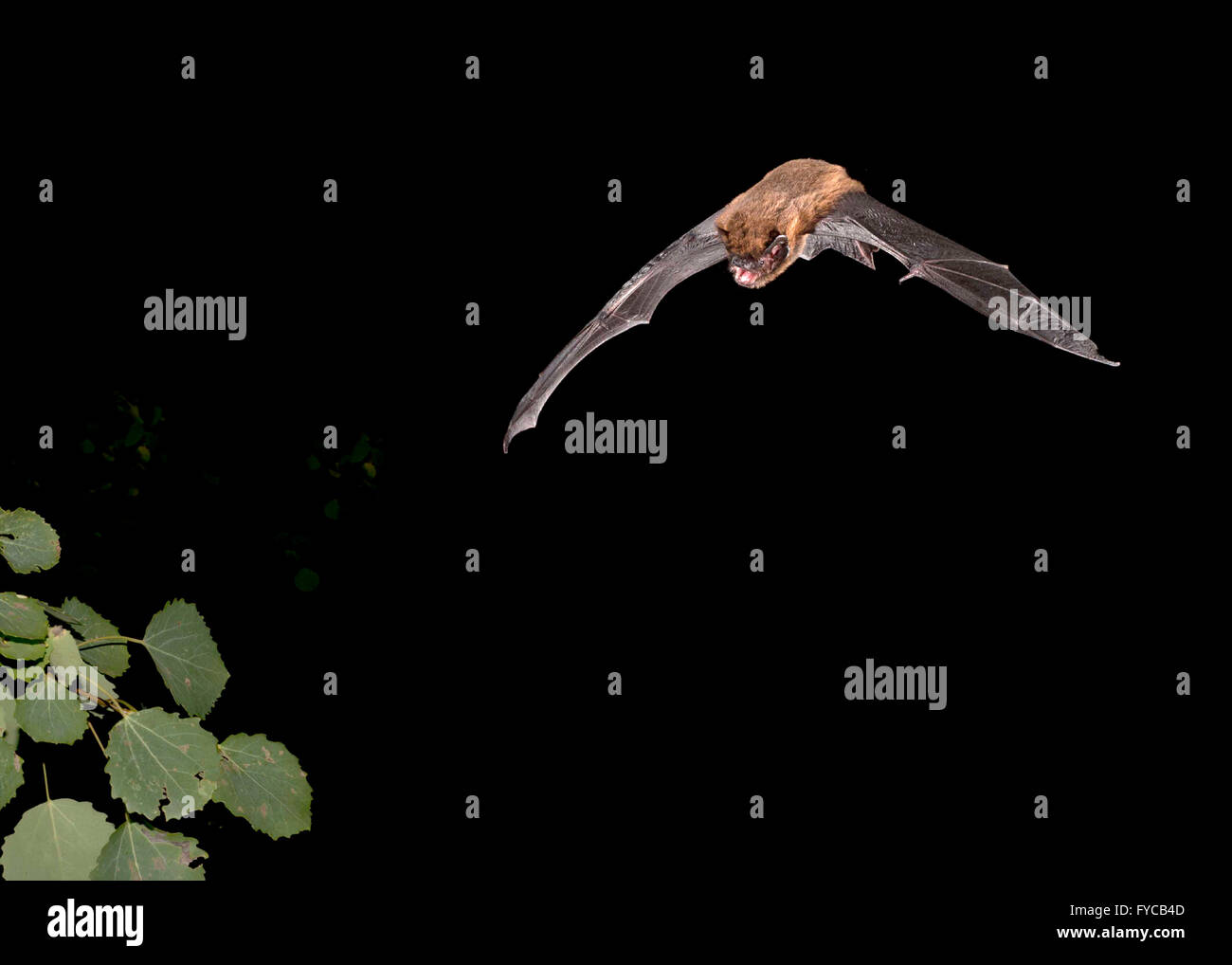 Pipistrelle comune - Pipistrellus pipistrellus Foto Stock