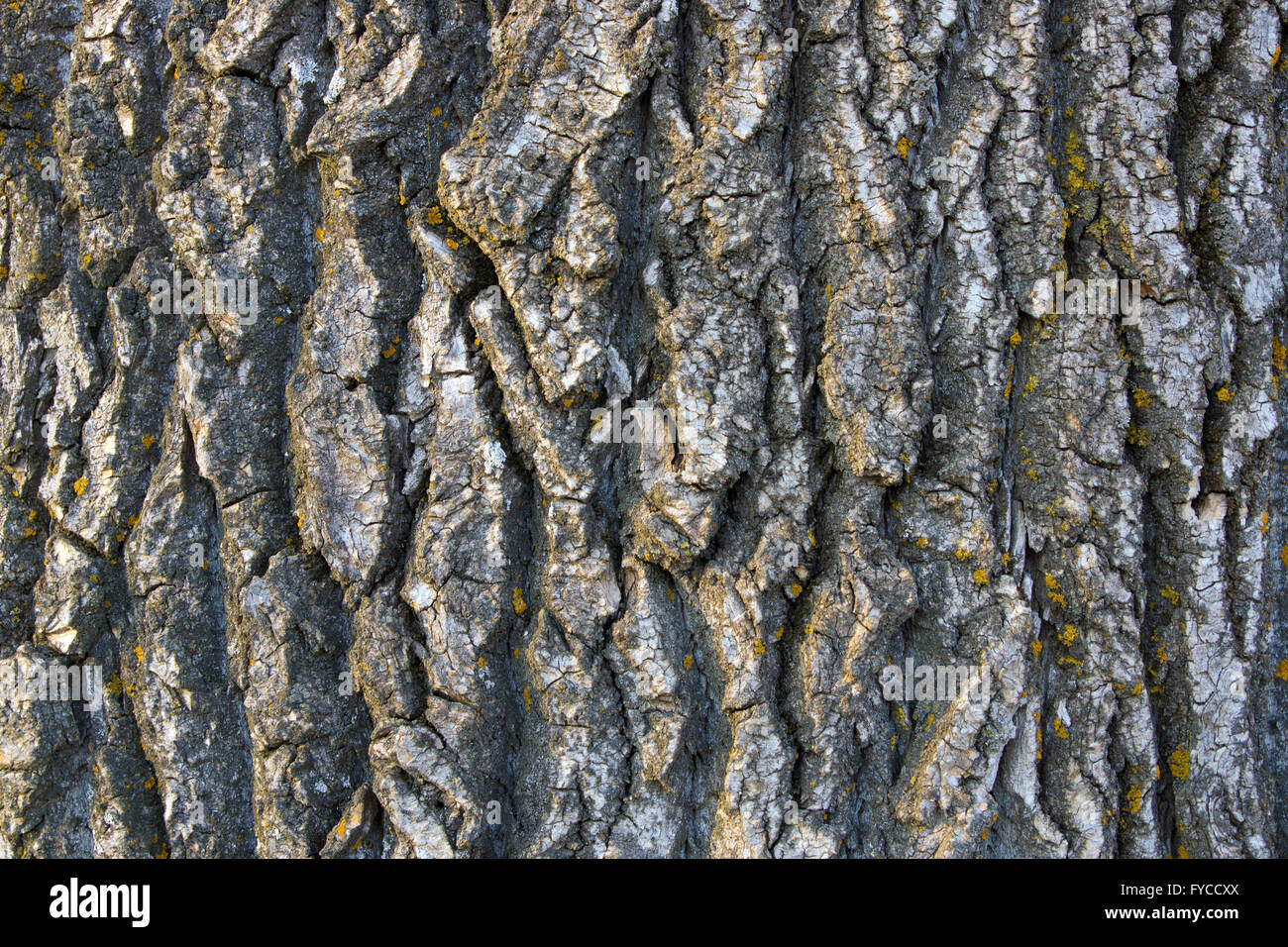 La struttura della corteccia di pioppo - texture close up Foto Stock