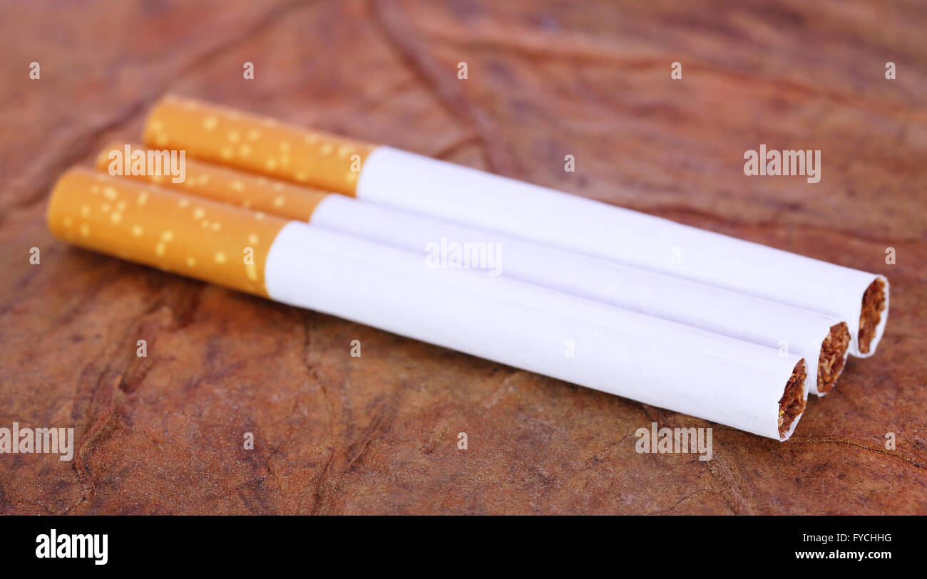 Sigaretta con filtro a secco delle foglie di tabacco Foto Stock