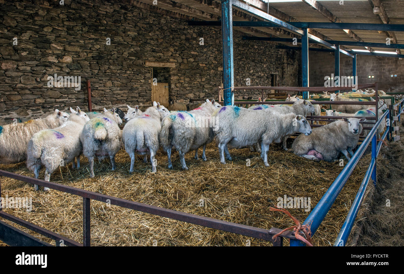 La figliatura capannoni a Kentmere Hall in Cumbria Foto Stock