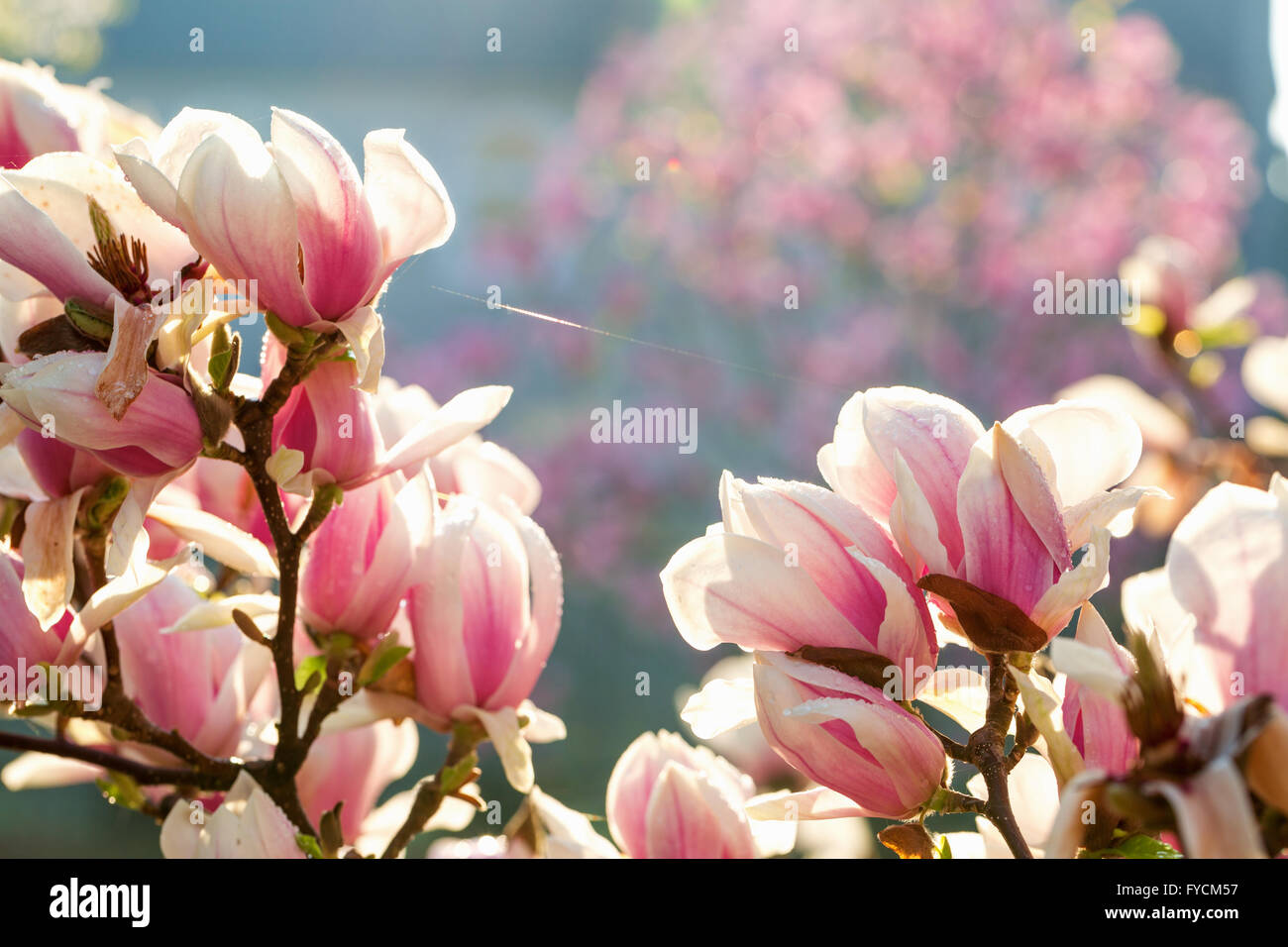 Close up di fiori di magnolia. Foto Stock