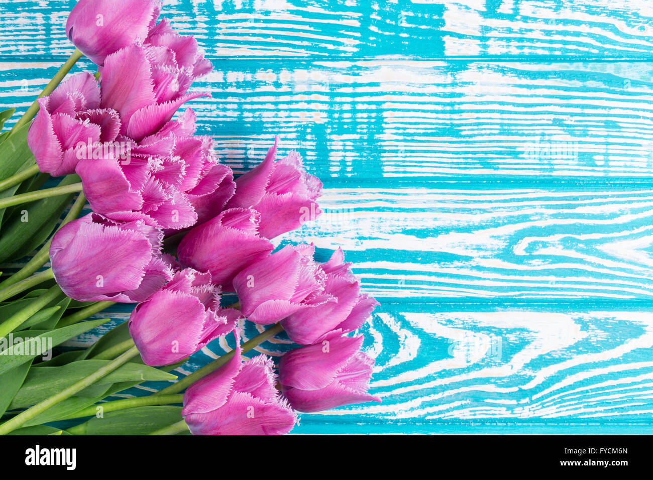 Tulipani viola sul blu sullo sfondo di legno. Foto Stock