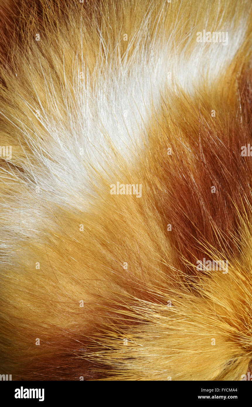 texture sfondo pelliccia cat Foto Stock