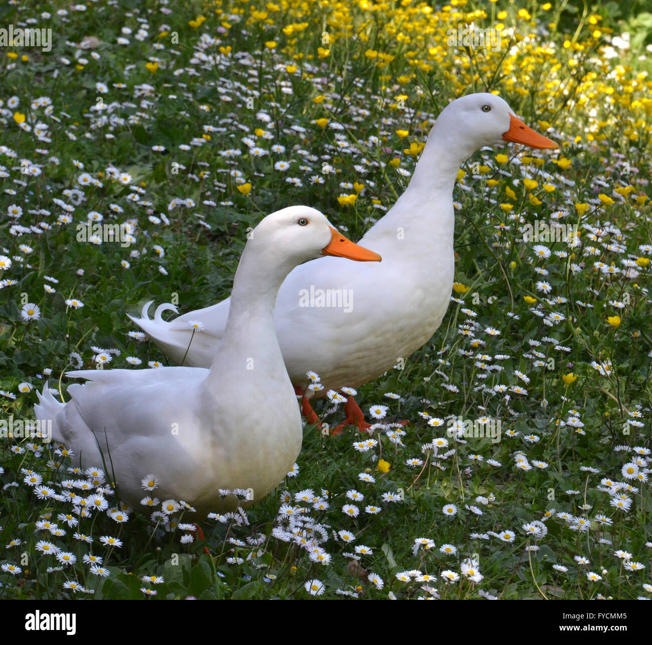 White anatre in primavera Foto Stock
